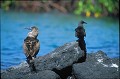 Fou à pieds bleus et Noddi brun (Anous stolidus) - Lague de Caleta Tortuga Negra - ïle de Santa Cruz - Galapagos Ref:36939